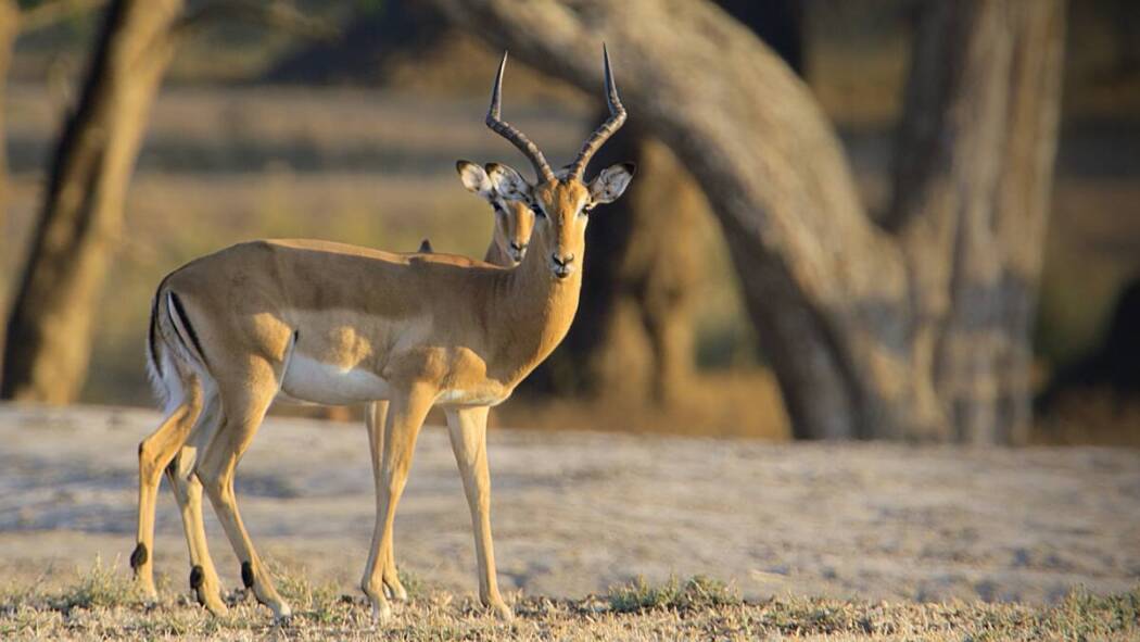 Great Parks of Africa