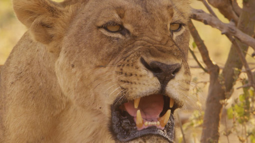 აფრიკის მონადირეები  ქართულად -  Africas Hunters