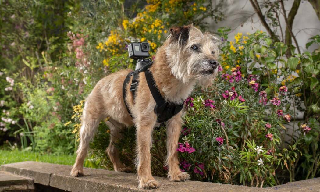 Celebrity Snoop Dogs