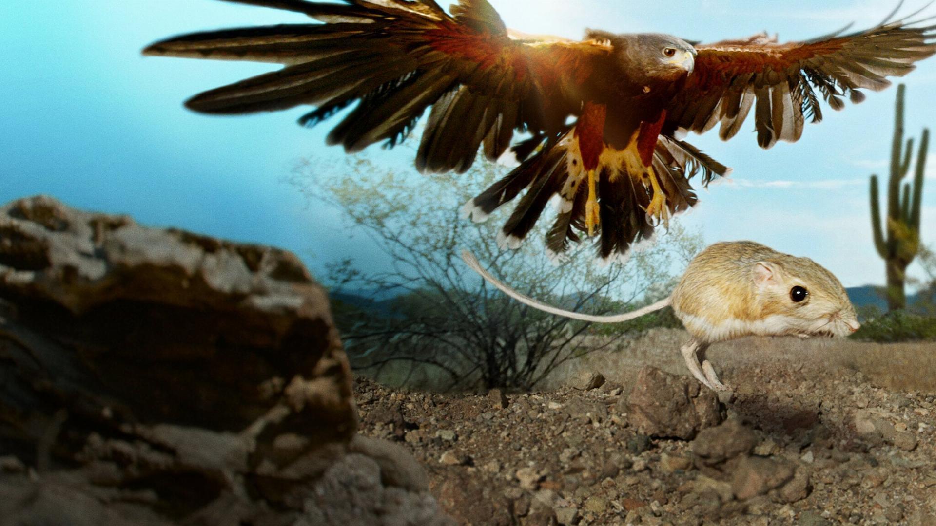 პაწაწინა არსებები  ქართულად -  Tiny Creatures