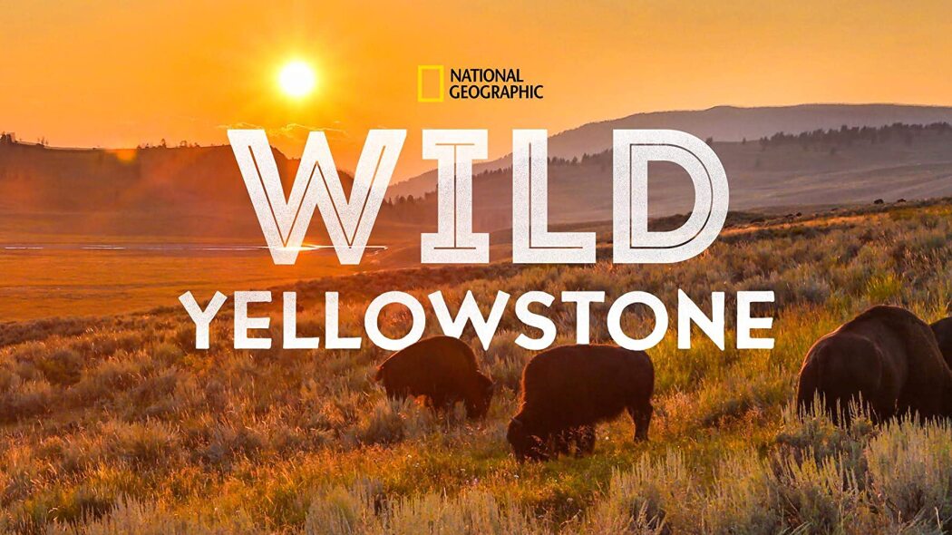 Wild Yellowstone