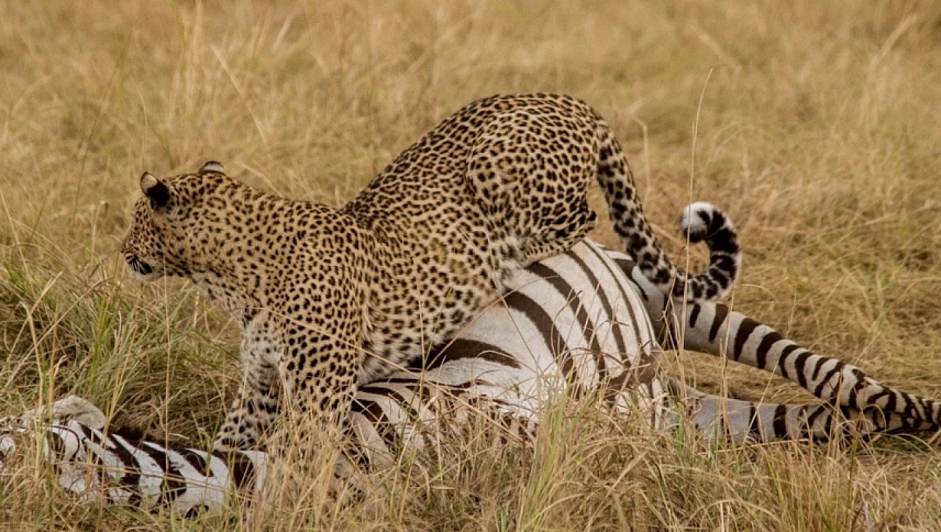 ველური სამეფო  ქართულად -  Savage Kingdom