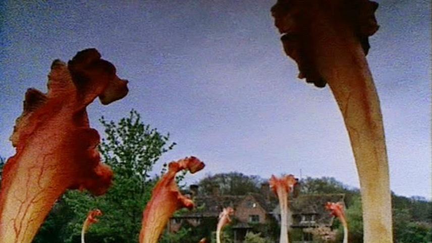 The Day of the Triffids