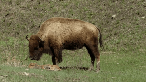 Americas Wild Seasons