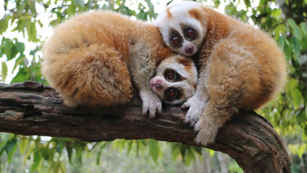 ჩინეთის ველური მხარე  ქართულად -  Chinas Wild Side