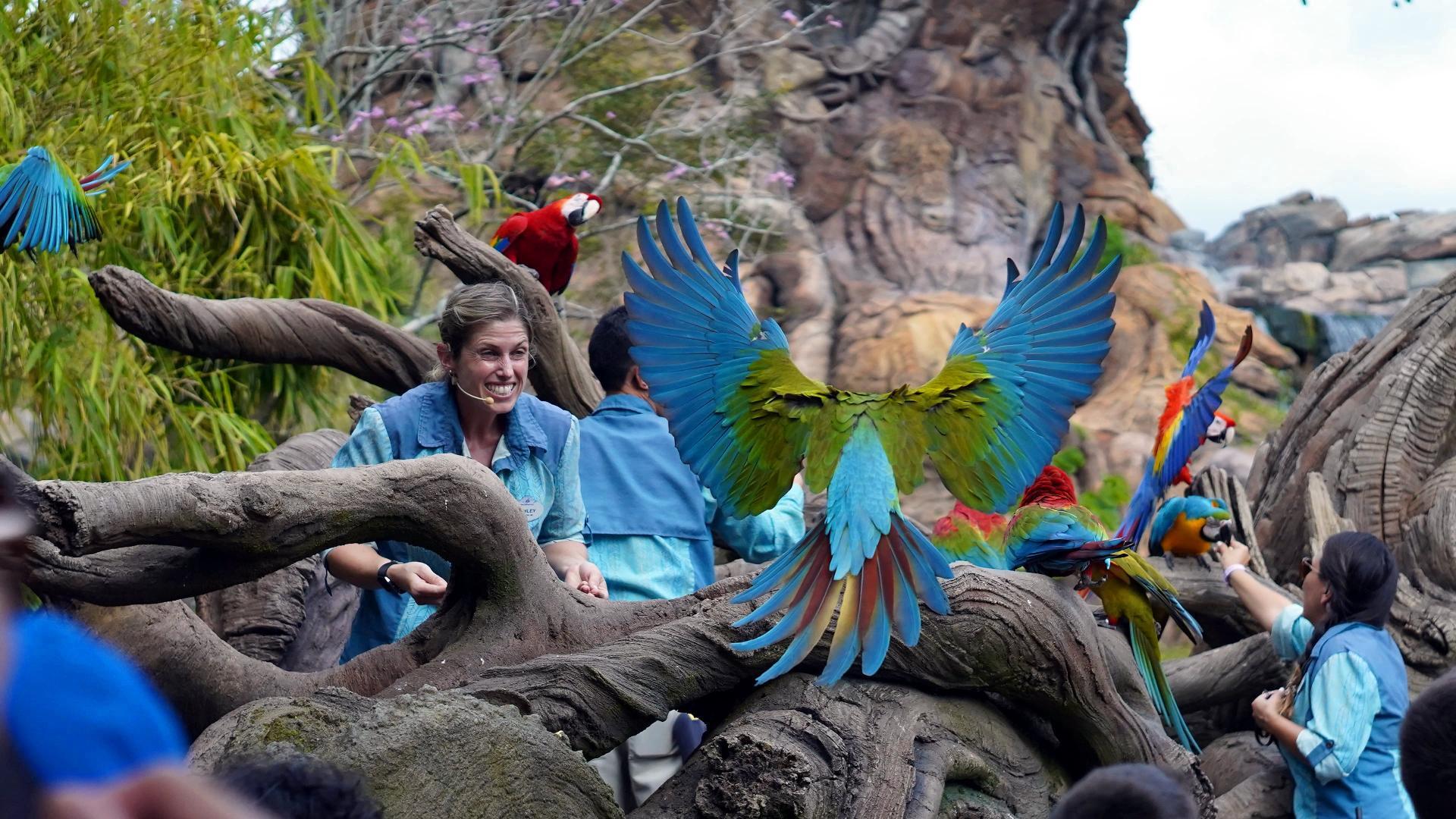 Magic of Disneys Animal Kingdom