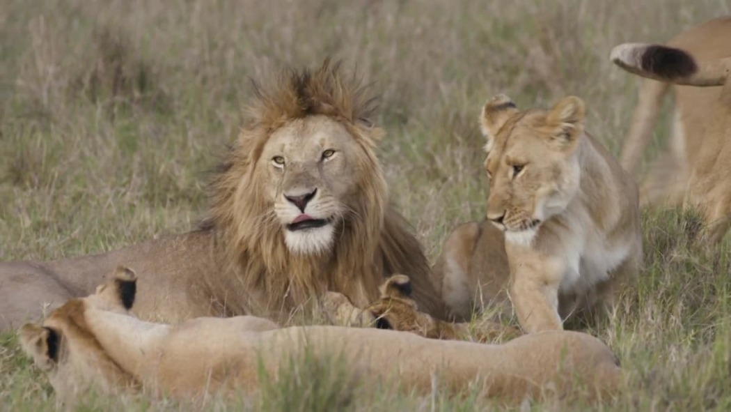 დიდი კატის ისტორიები  ქართულად -  Big Cat Tales