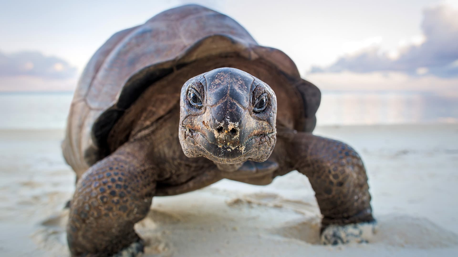 A Perfect Planet  ქართულად -  Идеальная планета