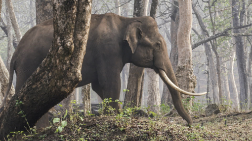 A Wild Year on Earth