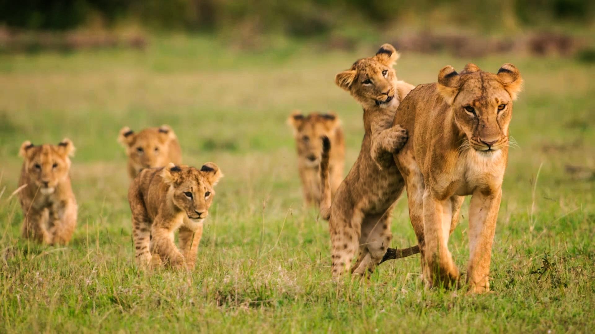 Secret Safari: Into the Wild