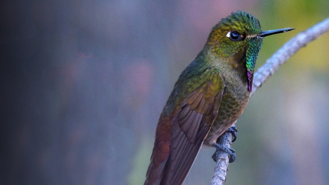 Into the Wild: Colombia