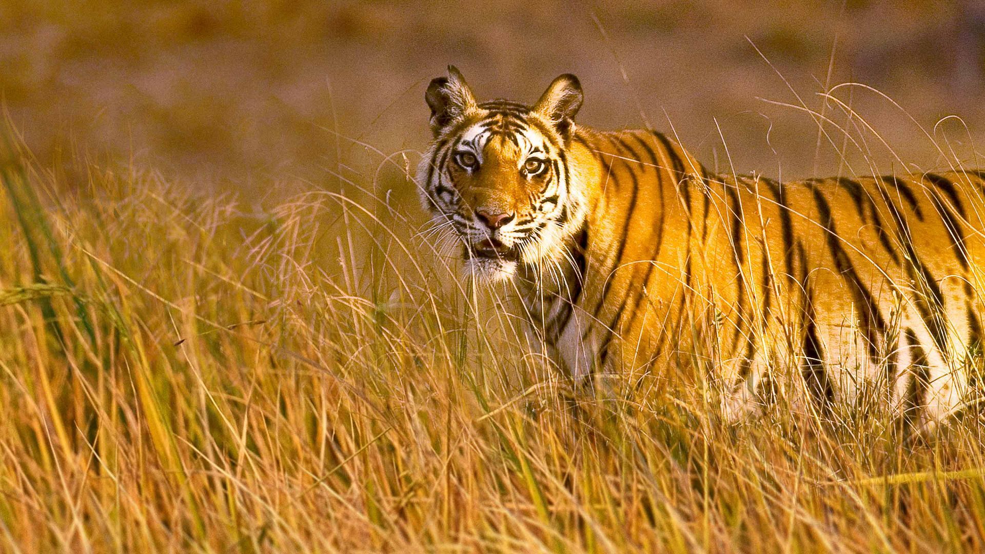 Into the Wild: India