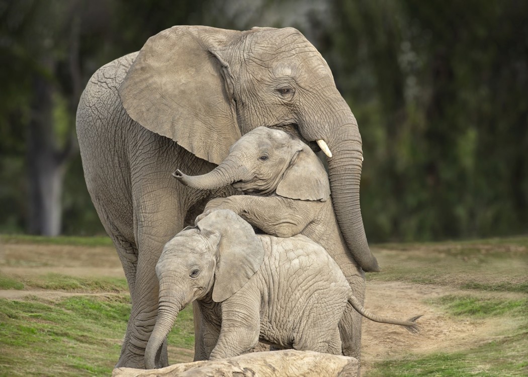 ზოოპარკი: სან დიეგო  ქართულად -  The Zoo: San Diego