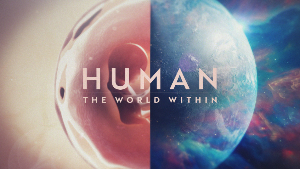 Human: The World Within  ქართულად -  Человеческое тело: мир внутри
