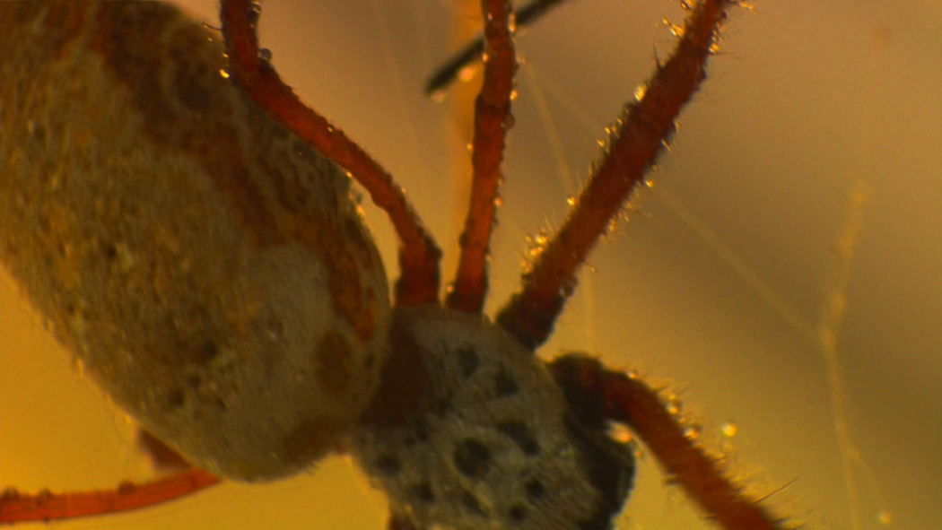 Weird Wonders of the World