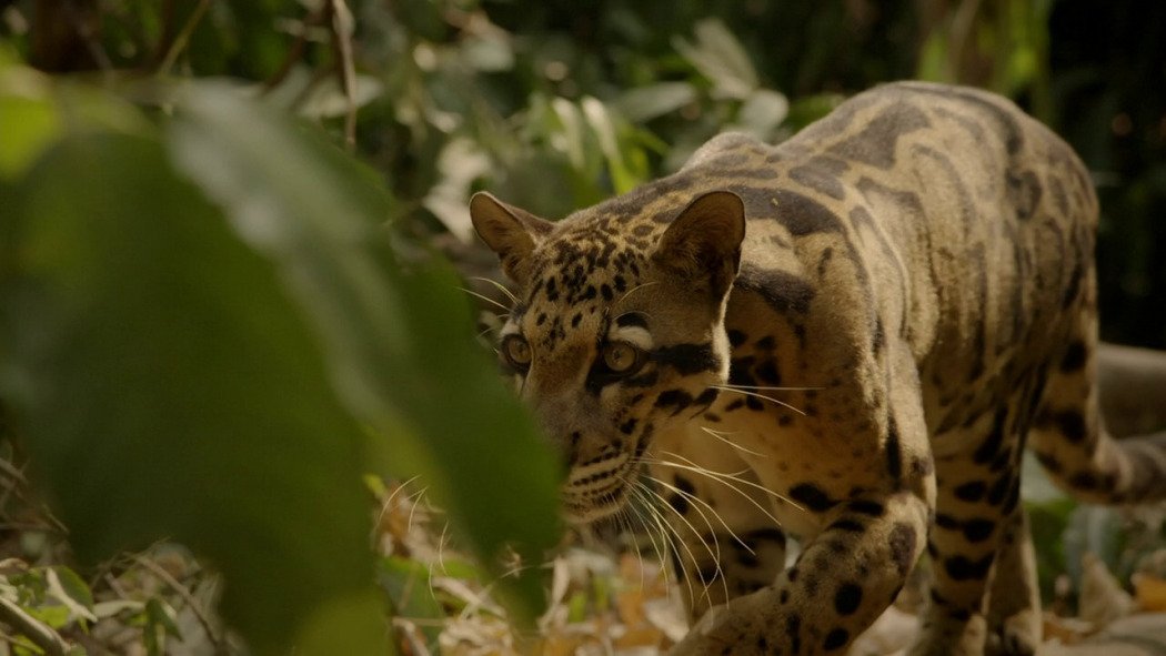 Cats: An Amazing Animal Family