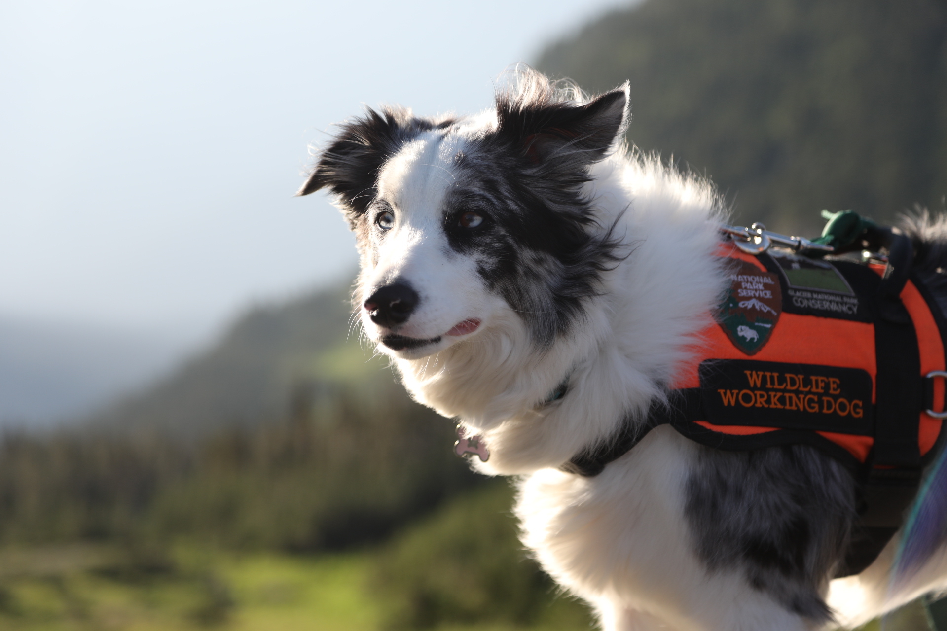 Dogs with Extraordinary Jobs