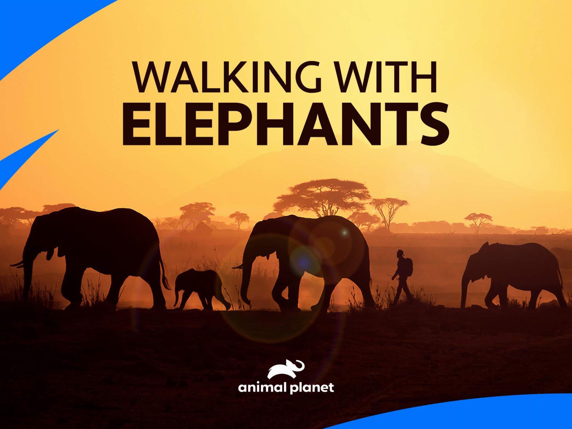 Walking with Elephants