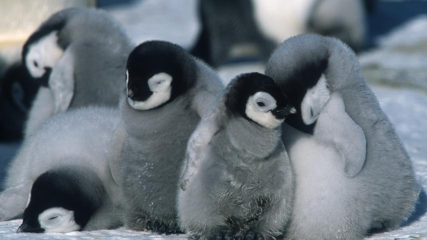 საიმპერატორო პინგვინების მარში  ქართულად -  March of the Penguins