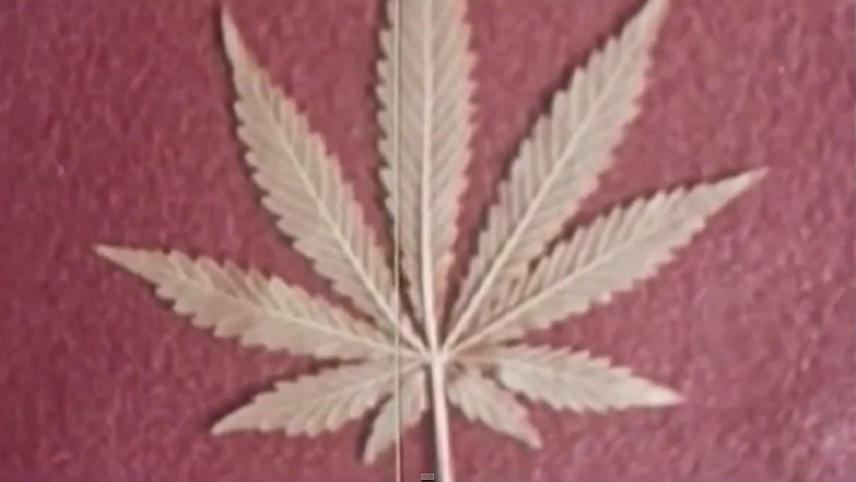 კავშირი  ქართულად -  The Union: The Business Behind Getting High