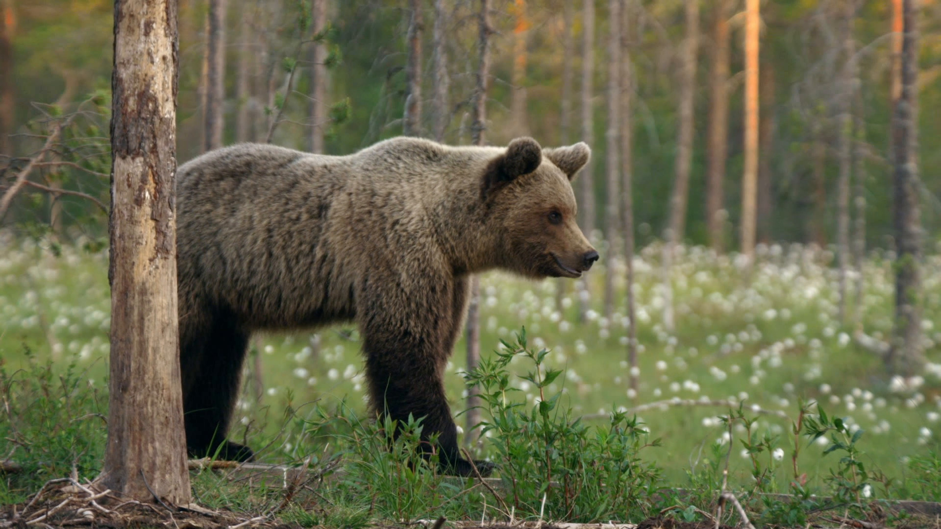 Destination Wild: Wild Arctic