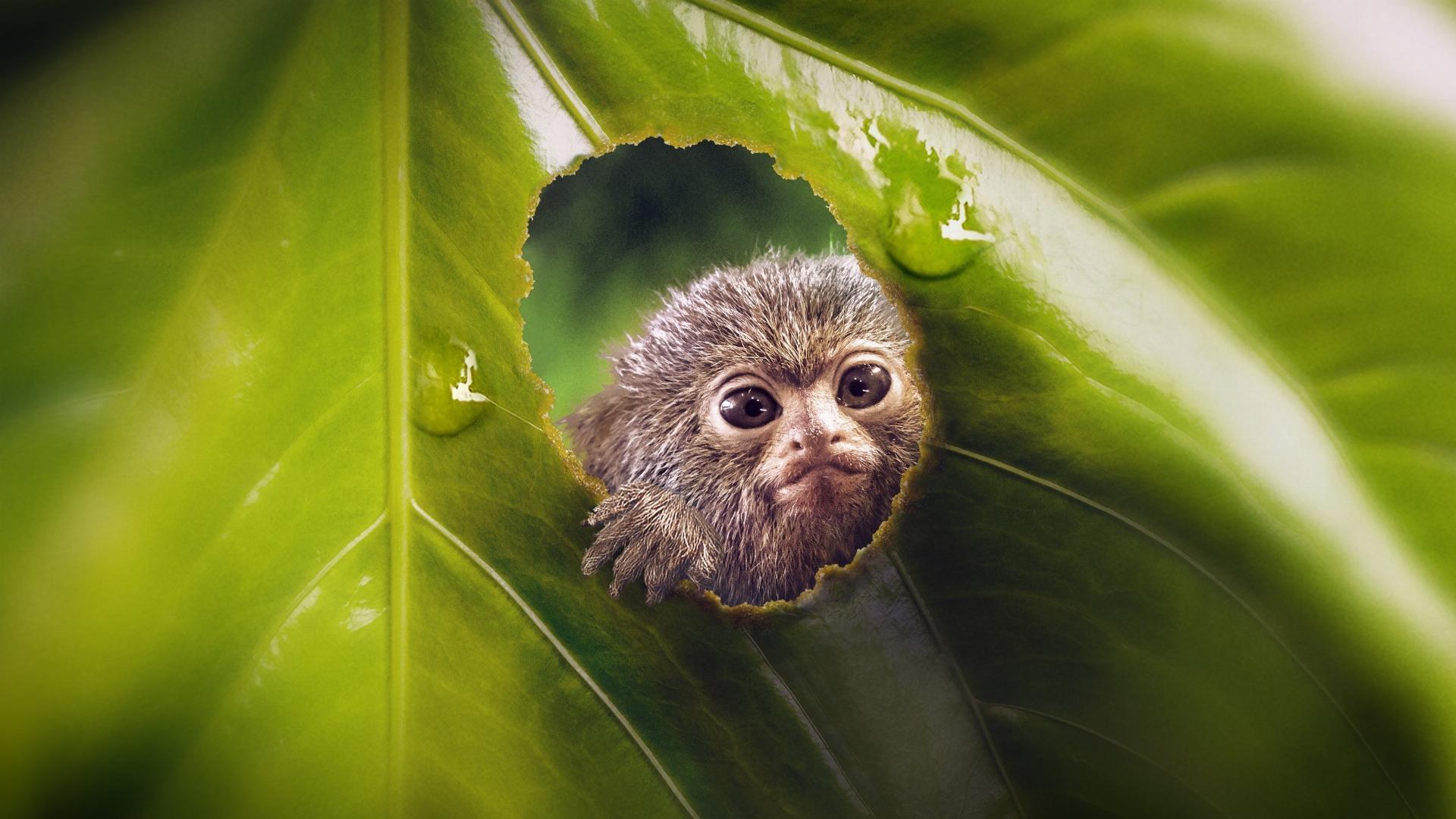 Tiny World  ქართულად -  Крошечный мир