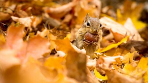 Earths Greatest Spectacles  ქართულად -  Чудеса времён года