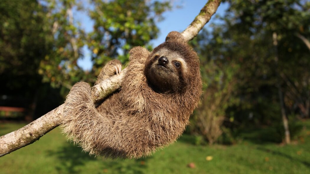 Natures Miracle Orphans