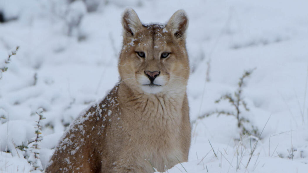 Winters Hidden Wonders