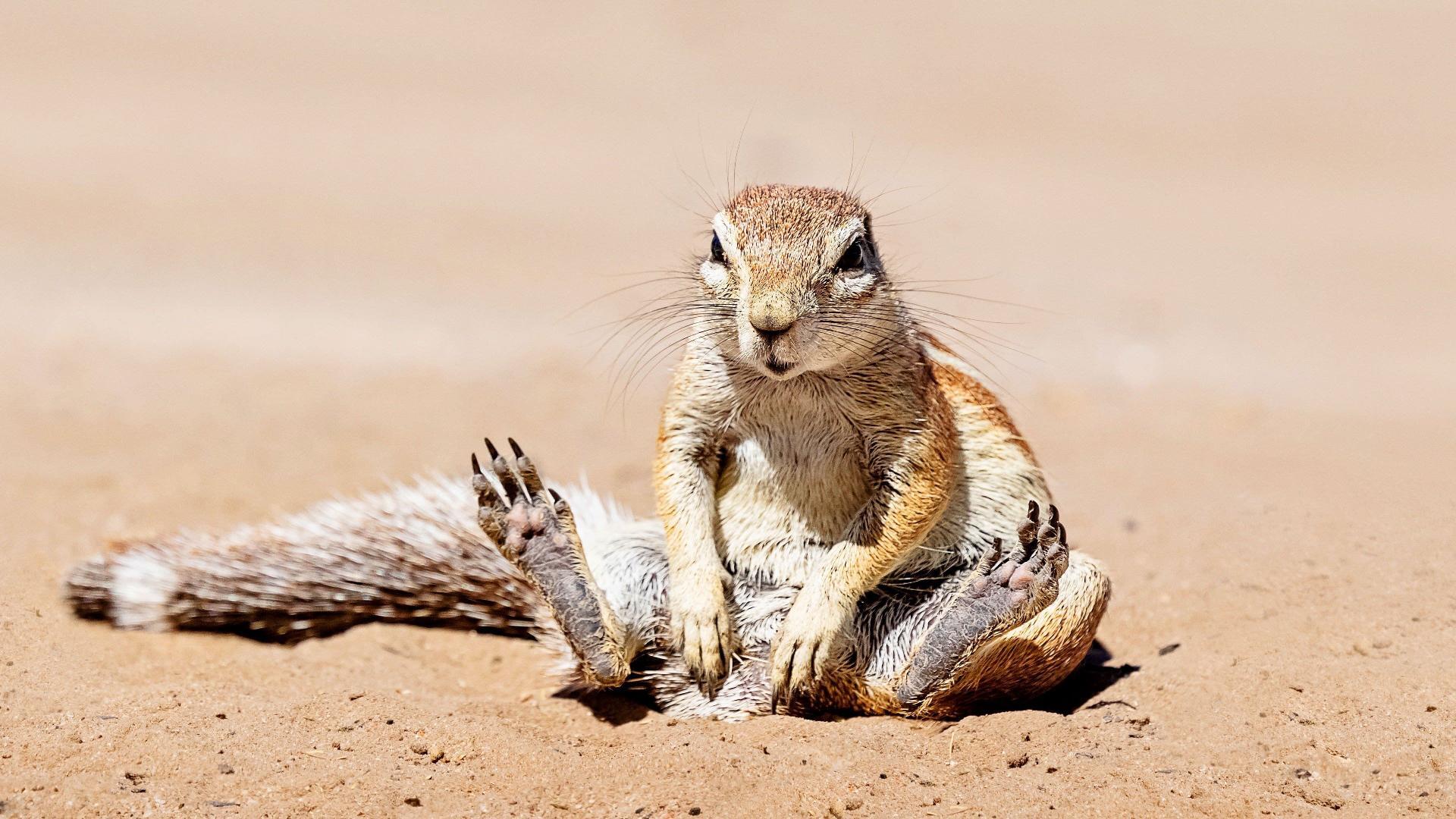 When Nature Calls  ქართულად -  Зов природы с Хелен Миррен