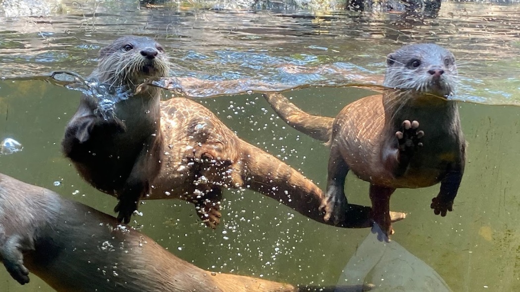 Secrets of the Zoo: Down Under