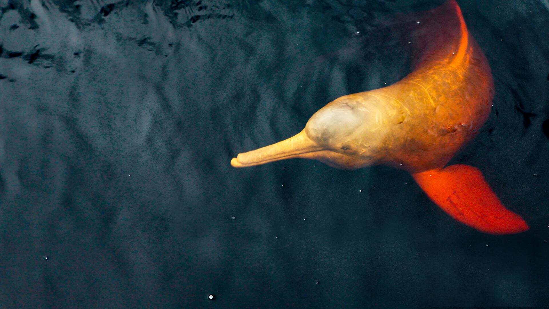 South Americas Weirdest Animals