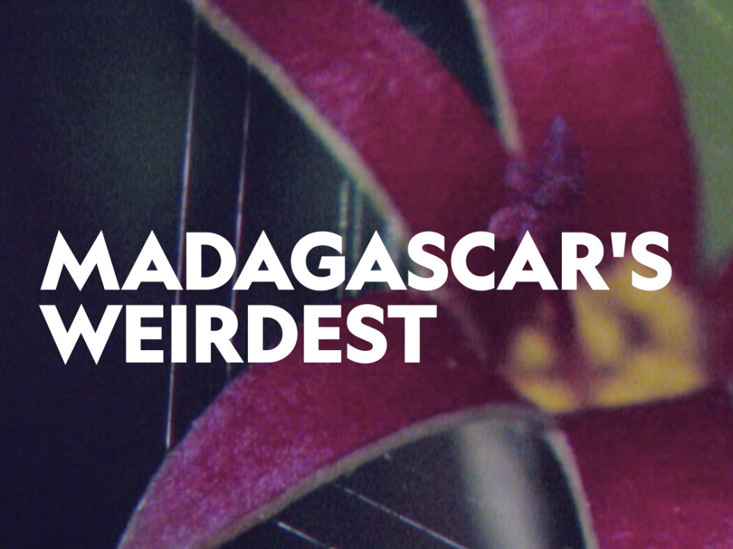 Madagascar Weirdest