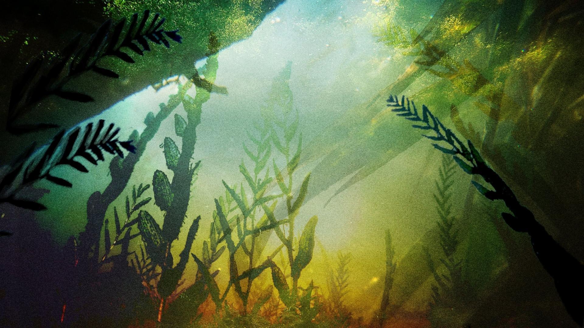 რაღაცამ დამკბინა  ქართულად -  Something Bit Me