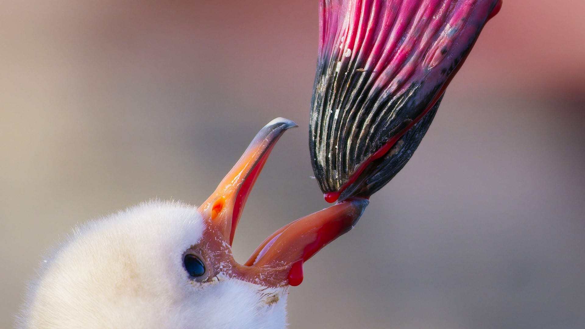 A Perfect Planet  ქართულად -  Идеальная планета