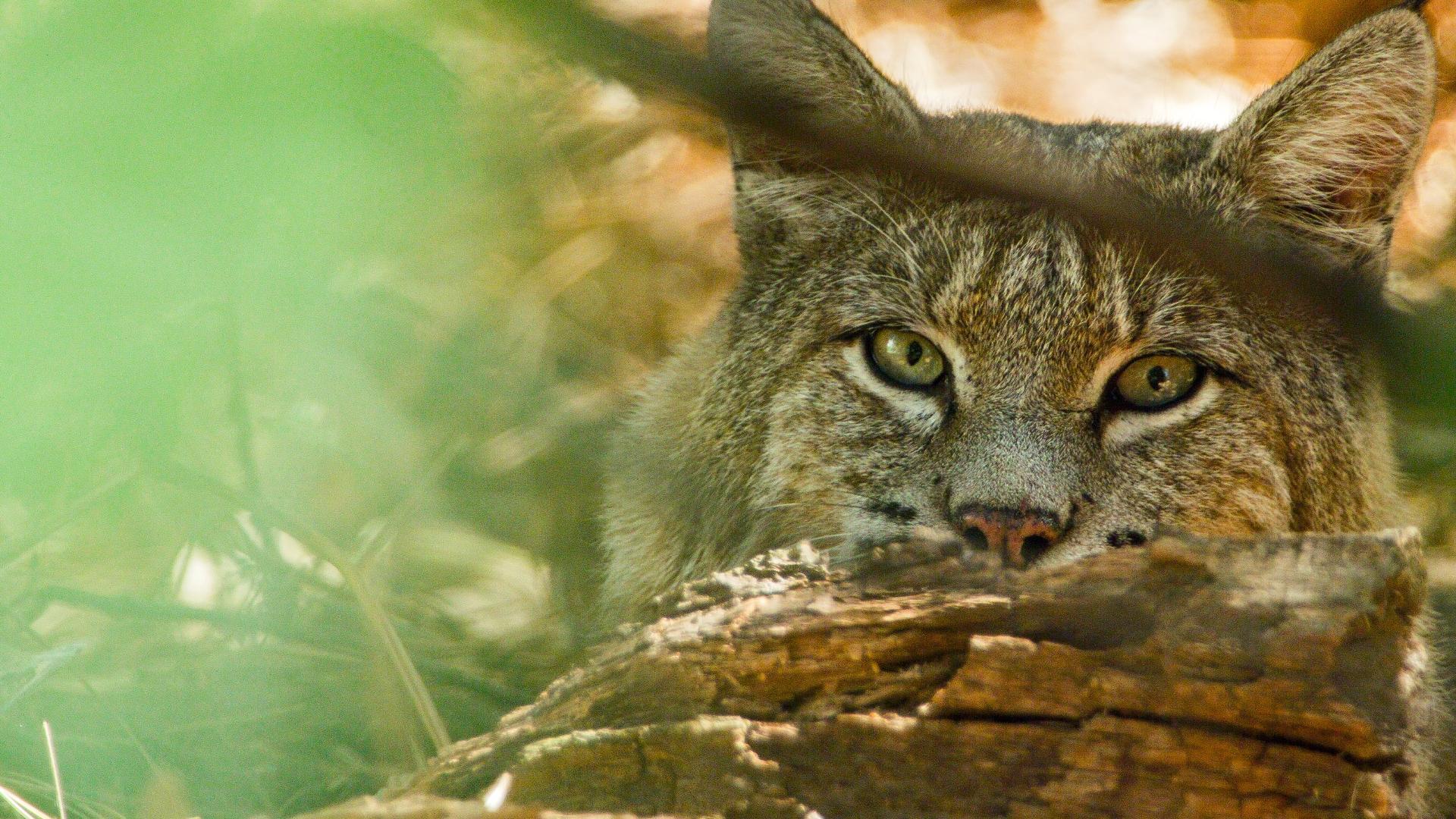 Americas National Parks