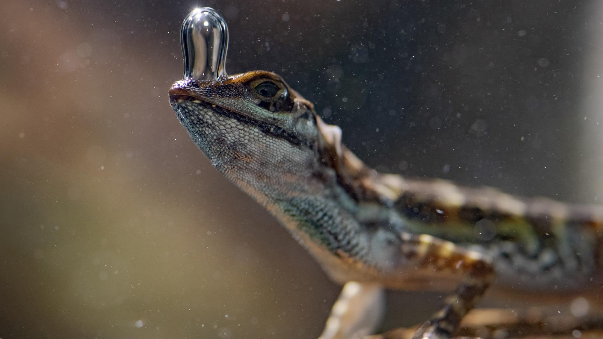 Super ქართულად - Natural