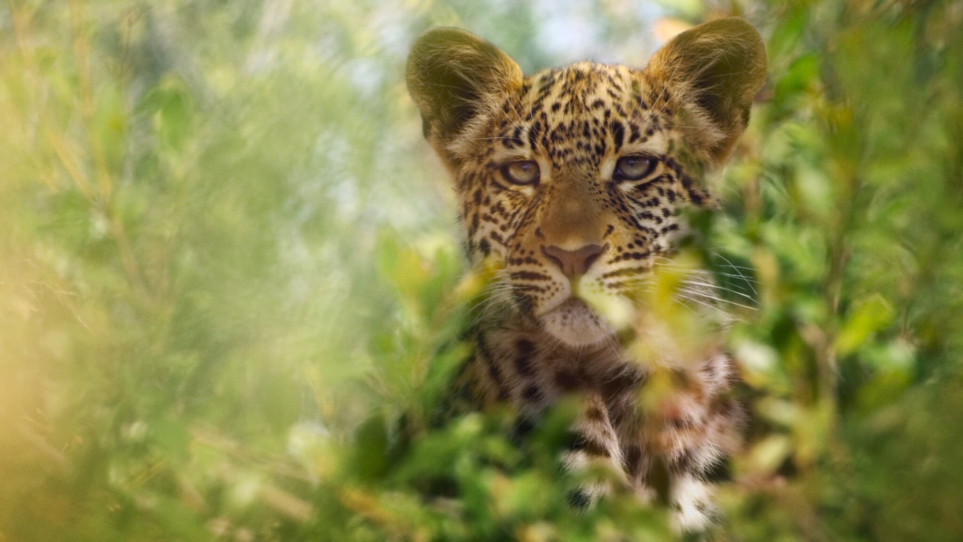 Animal  ქართულად -  Удивительные животные