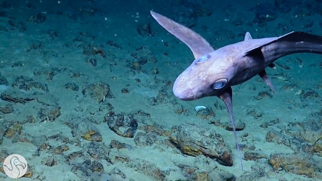 Mysteries of the Deep