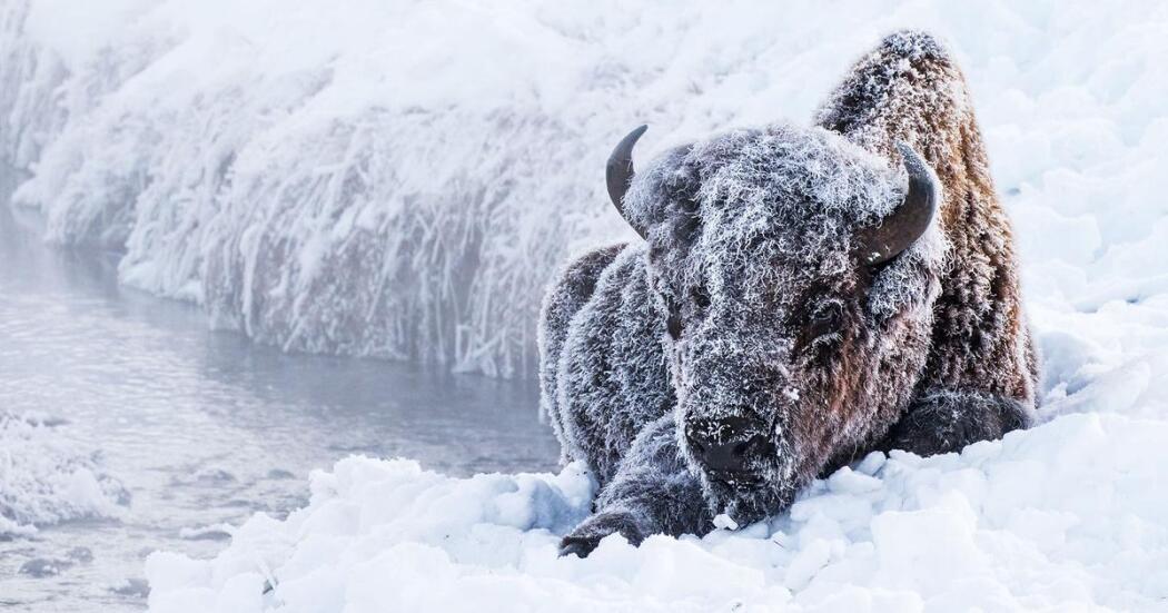 Great Yellowstone Thaw