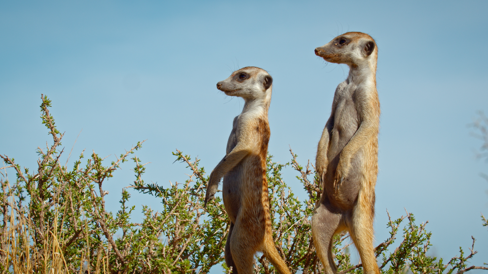 Kalahari: Land of Secret Alliances