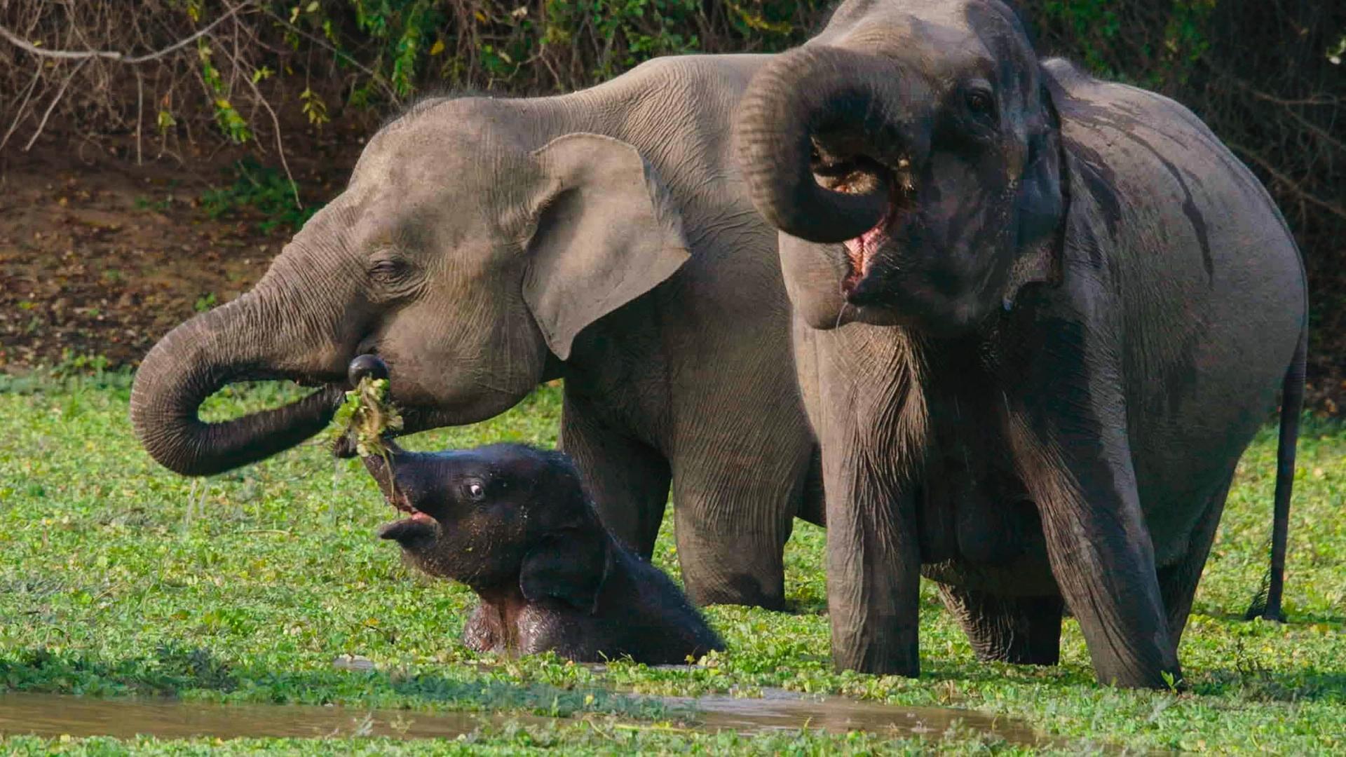 Island of the Monsoon