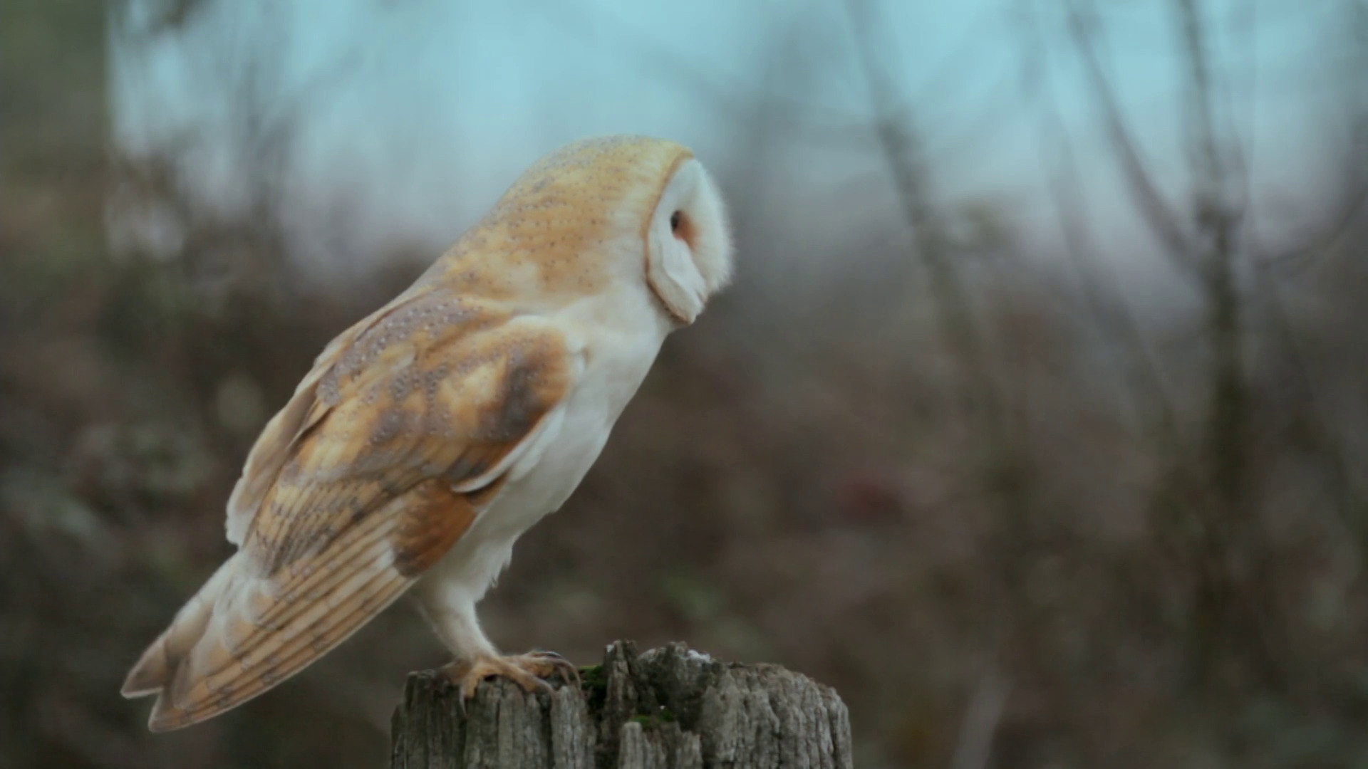 The Secret Life of Owls