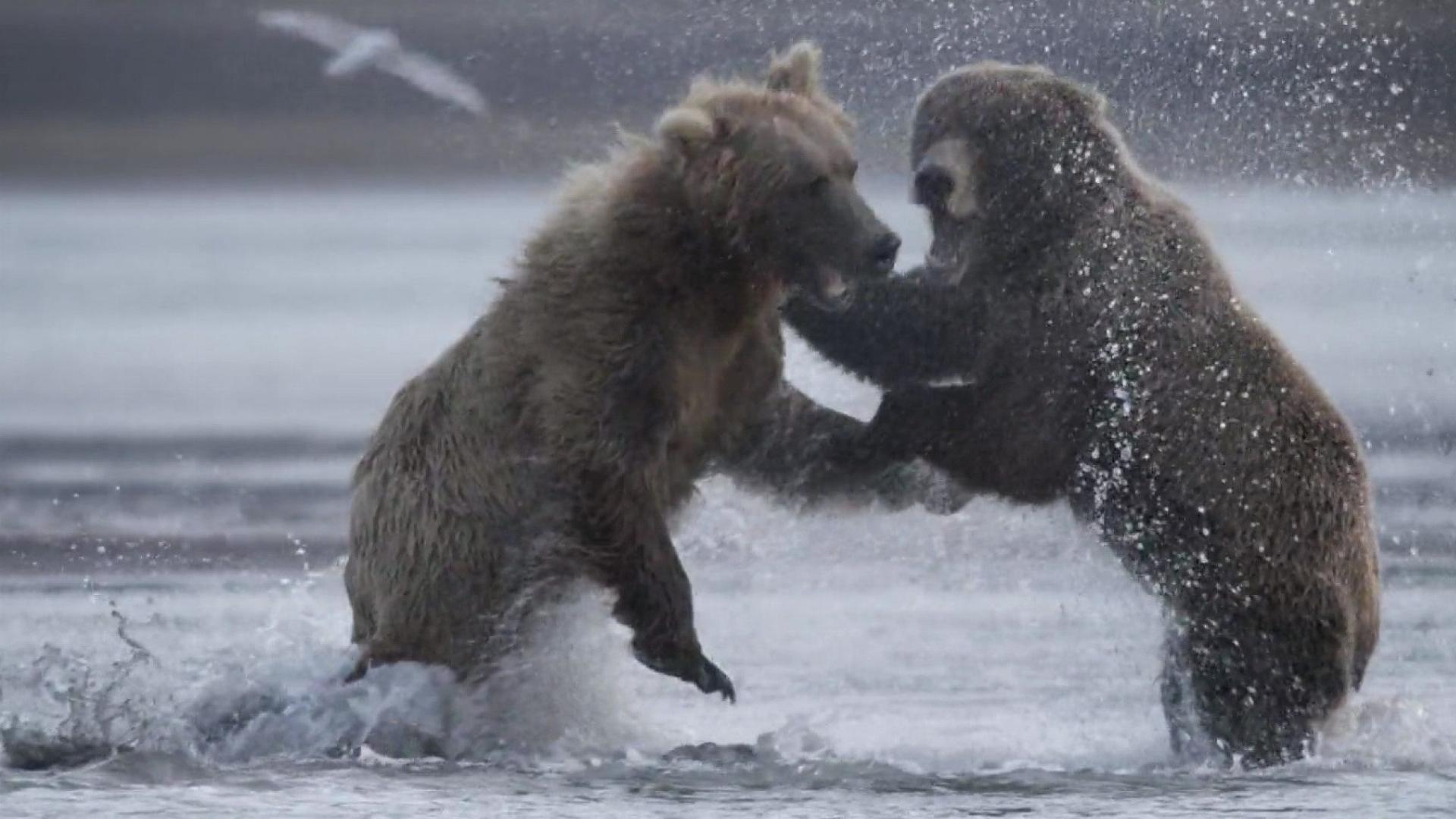 The Trackers Diary: Bears of Katmai
