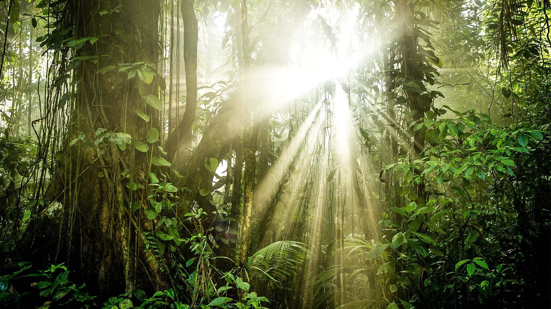 The Green Planet  ქართულად -  Зелёная планета