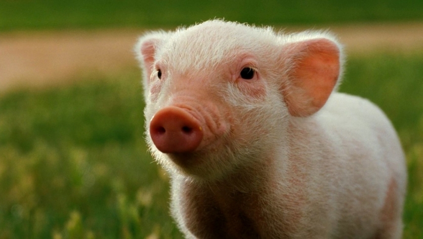 შარლოტას ქსელი  ქართულად -  Charlottes Web