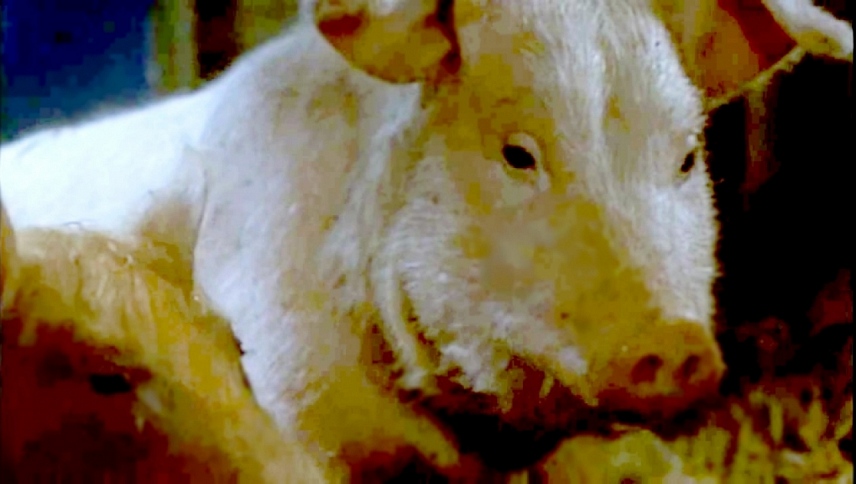 ცხოველთა ფერმა  ქართულად -  Animal Farm