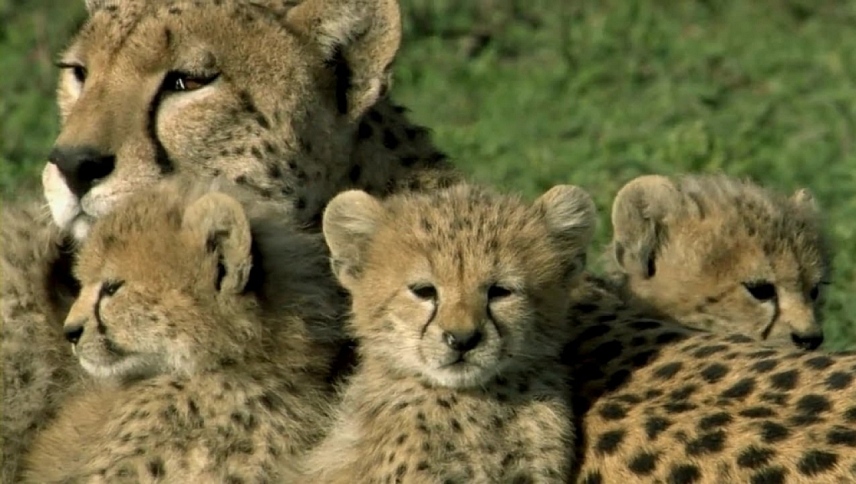 ერთი სიცოცხლე  ქართულად -  One Life