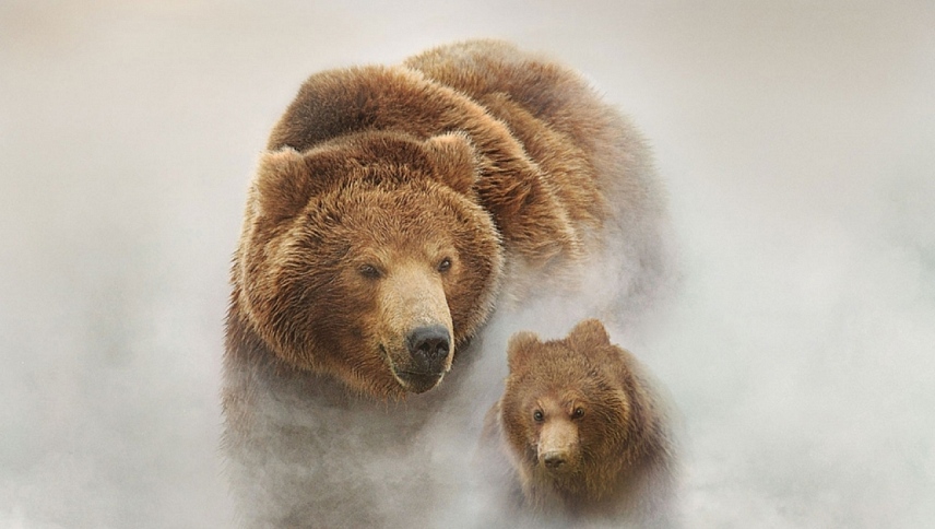 დათვების მიწა  ქართულად -  Land of the Bears