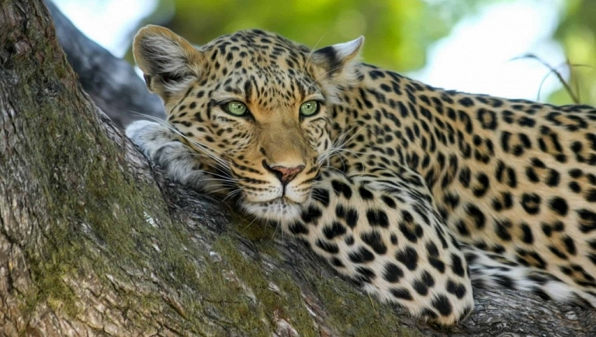 სამხრეთ აფრიკის ველური ბუნება  ქართულად -  WILDLIFE SOUTH AFRICA